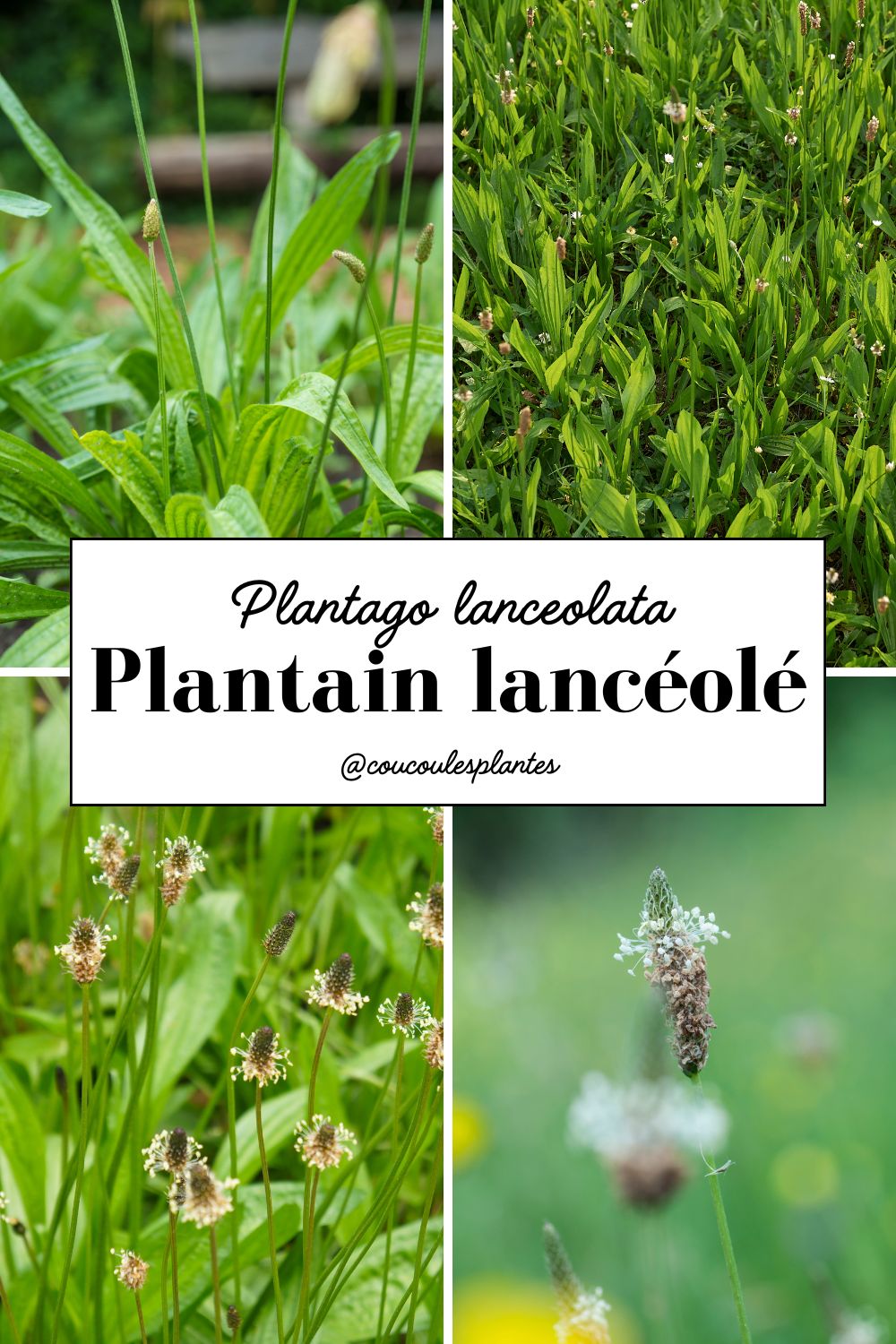 le plantain lancéolé plantago lanceolata plante sauvage médicinale comestible cueillette usages