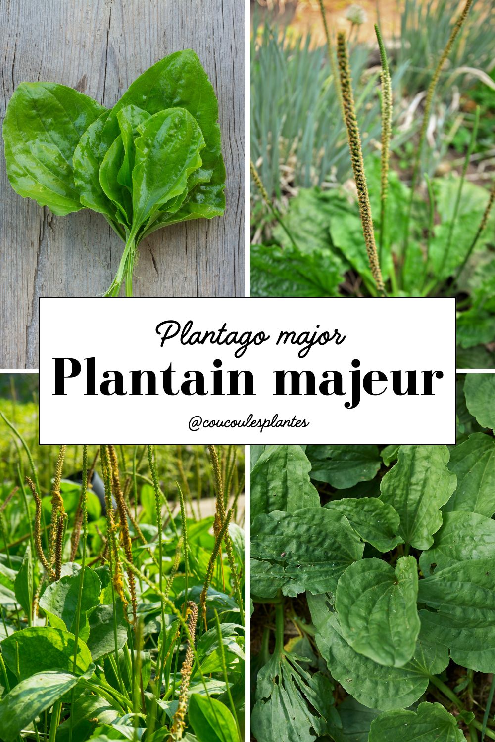 le plantain majeur plantago major plante sauvage médicinale comestible cueillette usages