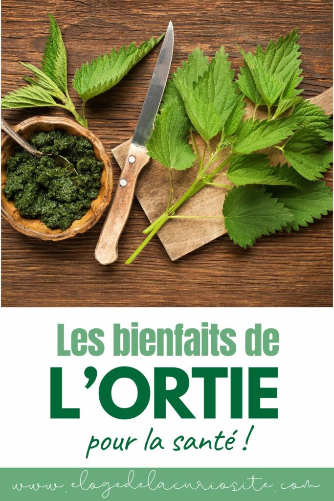 Image de couverture sur les bienfaits de l’ortie avec feuilles fraîches et préparation culinaire à base d’ortie