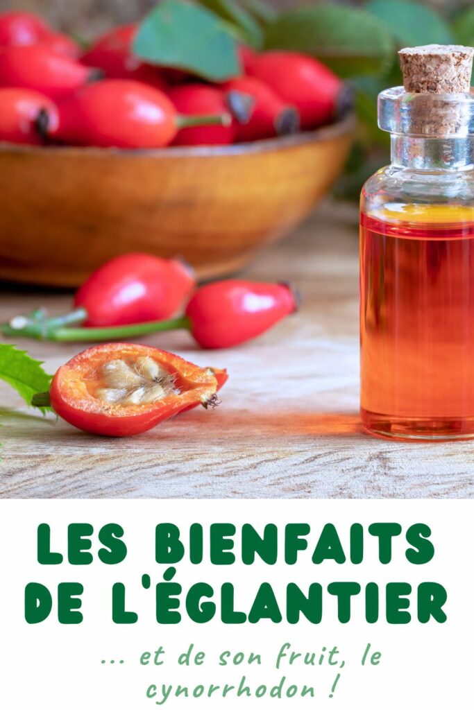 les bienfaits de l'églantier et de son fruit le cynorrhodon