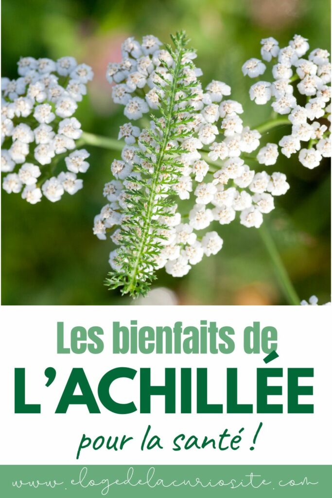 Corymbe de fleurs blanches d'achillée millefeuille en gros plan, prairie verte en arrière-plan